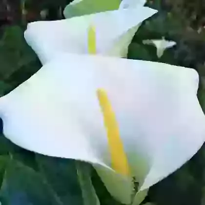 Zantedeschia